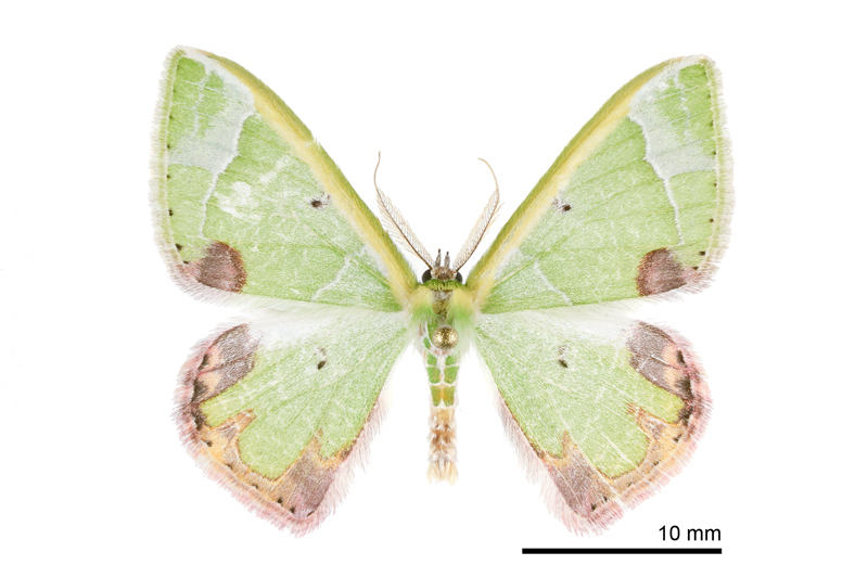 Comibaena pictipennis pictipennis Male